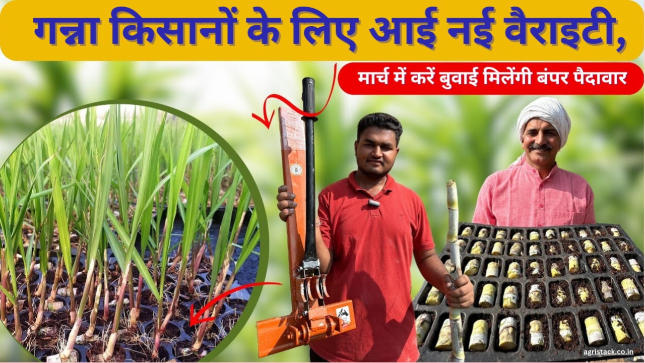 गन्ना किसानों के लिए आई नई वैराइटी,मार्च में करें बुवाई मिलेंगी बंपर पैदावार,Ganna Verity